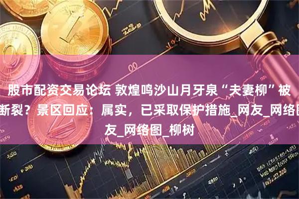 股市配资交易论坛 敦煌鸣沙山月牙泉“夫妻柳”被大风吹断裂？景区回应：属实，已采取保护措施_网友_网络图_柳树